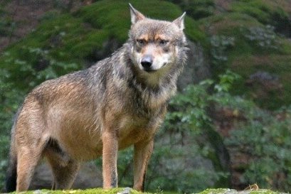 Alpha Spieler Titel Wolf