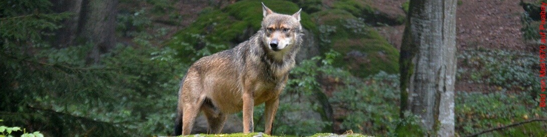 Alpha Spieler Titel Wolf